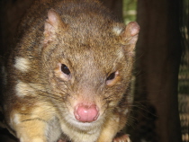 http://www.australian-information-stories.com/images/animals-quoll-face.jpg