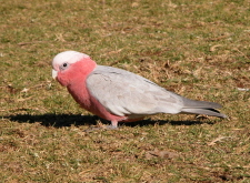 Bird Galah