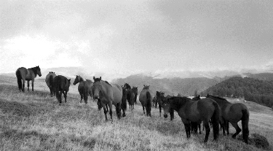 Old Black and White Photo of Horses