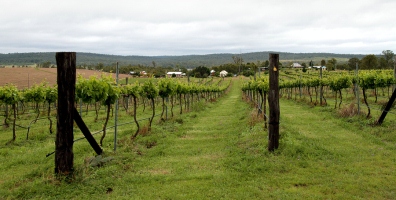 Vineyard in Queensland - Chapel in The Vines