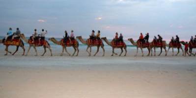 Camels On Cable Beach Western Australia