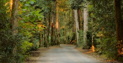 Lamington National Park Road