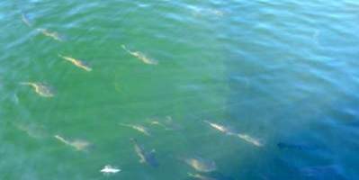 Fish - Manbana Hatchery Broome Western Australia