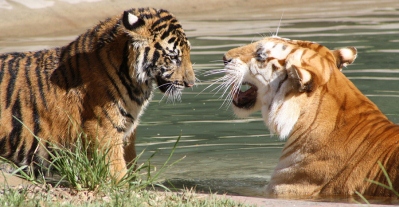 Tigers at Tiger Island Dreamworld