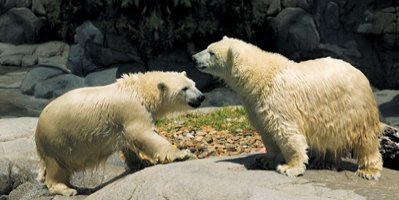 Seaworld Polar Bears - © 2011 and TM Sea World Property Trust