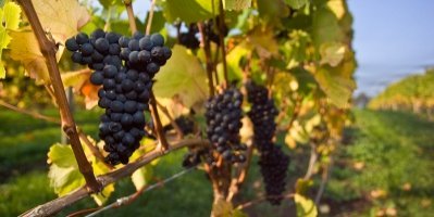 Pinot Noir Grapes Grown in Tasmania