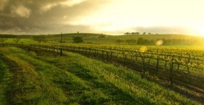 View of Vineyards of the Barossa Valley South Australia