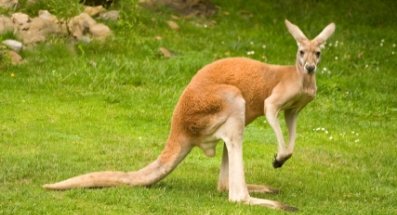 Red Kangaroo