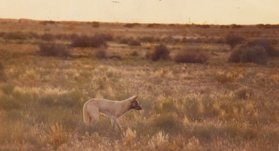 A Dingo In The Bush