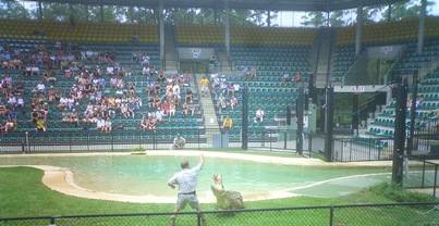 Crocs Being Fed at Australia Zoo