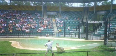 Crocs Being Fed at Australia Zoo