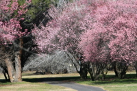 Winter Foliage