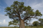 Boab Tree