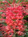 Grevillea