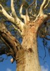 Gum Tree