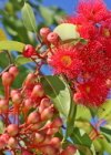 Gum Tree Flowers