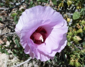 Sturts Desert Rose