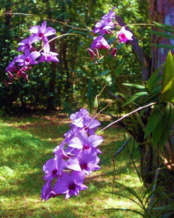 Cooktown Orchid