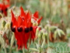 Sturt's Desert Pea