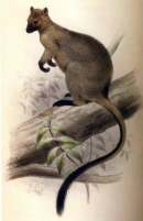 Bennett's Tree Kangaroo