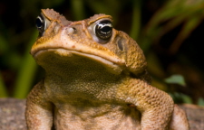 The Cane Toad