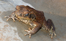 Cane Toad