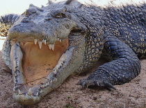 Large Saltwater Crocodile