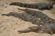 Freshwater Crocodiles