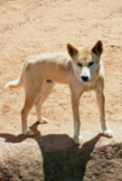 Dingo