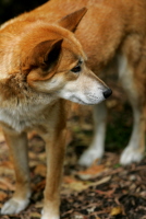 Australian Dingo