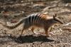 numbat