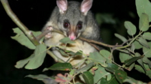 Brushtail Possum in Tree