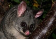 Brushtail Possum