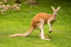 red kangaroo