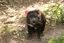 Tasmanian Devil