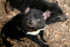 Tasmanian Devils