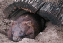 Wombat