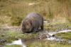 hairy nosed wombat