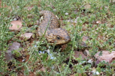 Blue Tongue