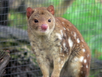 The Quoll