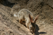 Rabbit in the Bush