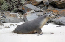 Australian Sea Lion