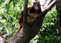 Tree Kangaroo