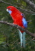 crimson rosella