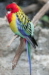 eastern rosella