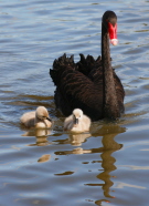 Black Swan with Cygnets