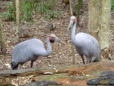 Brolga's