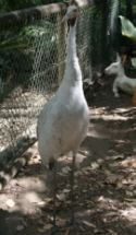 The Brolga