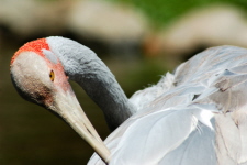 Brolga