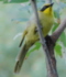 honeyeater